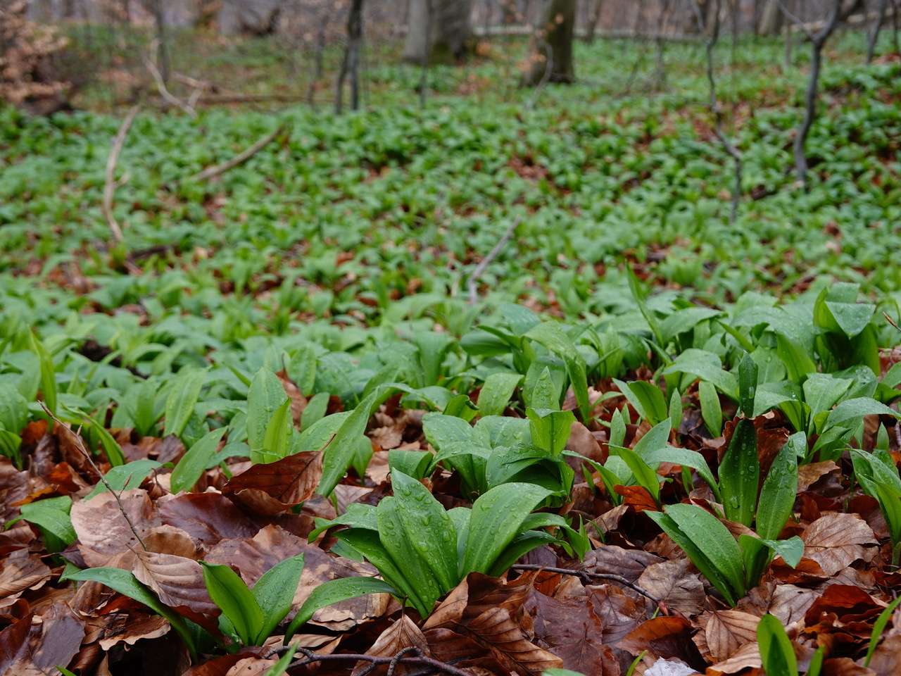 2026 03 15 Wanderung 3