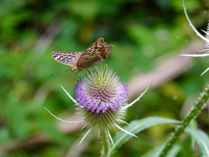 2026 07 26 Wanderung 4